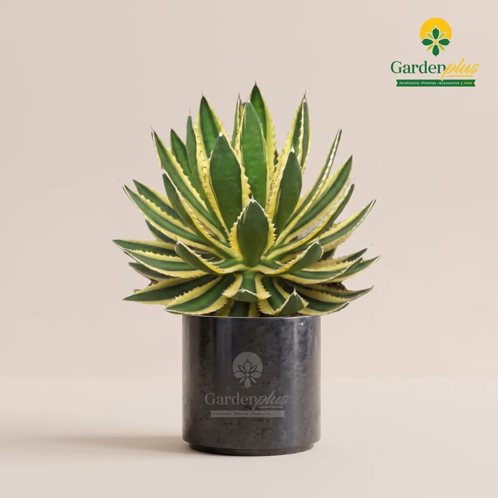 Agave Amarillo (Agave americana (variegado))