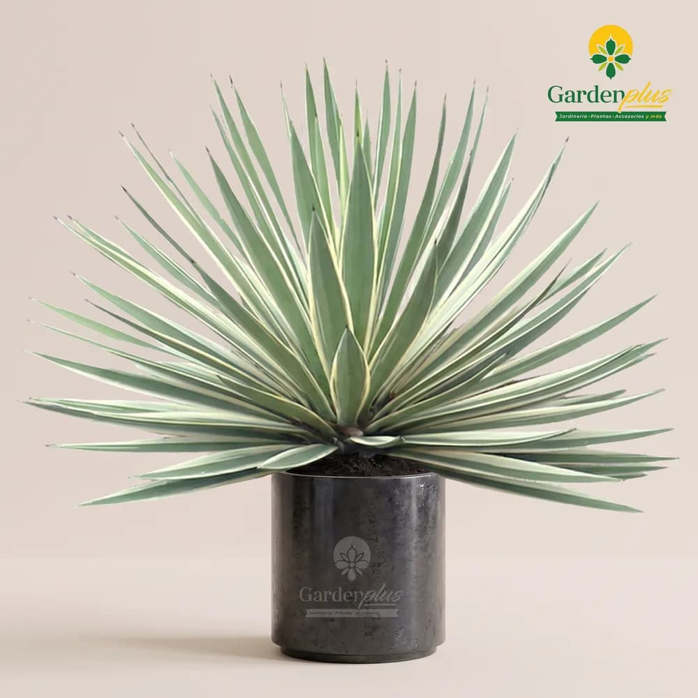 Agave Angustifolia (Agave angustifolia)