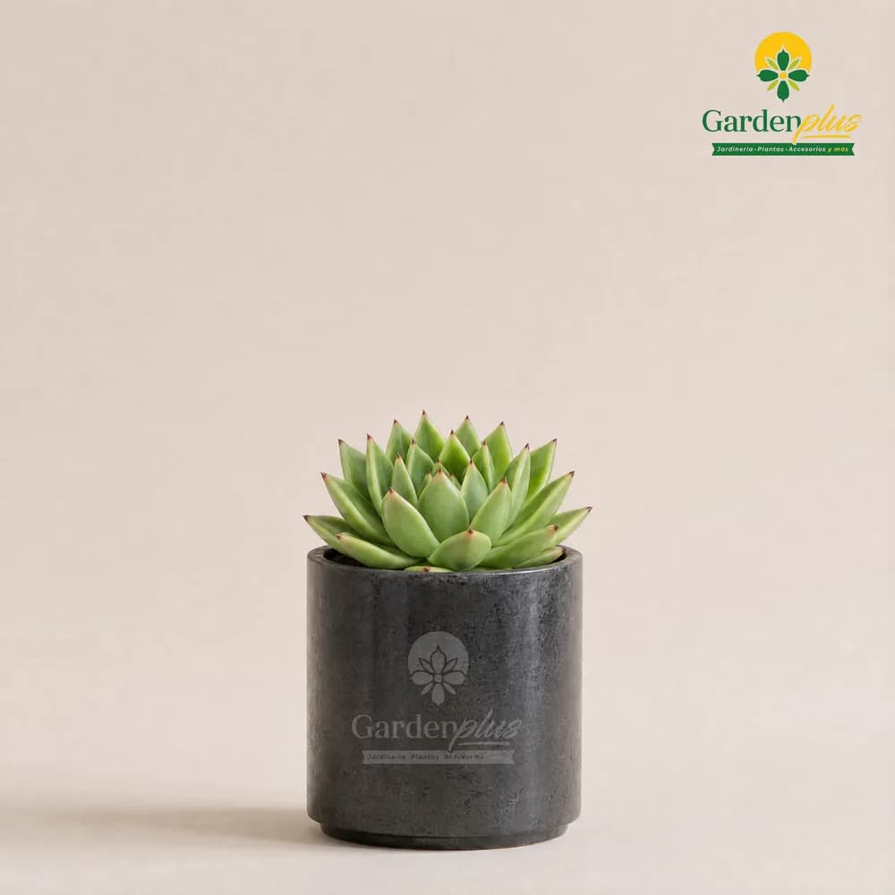 Agavoide (Echeveria agavoides)