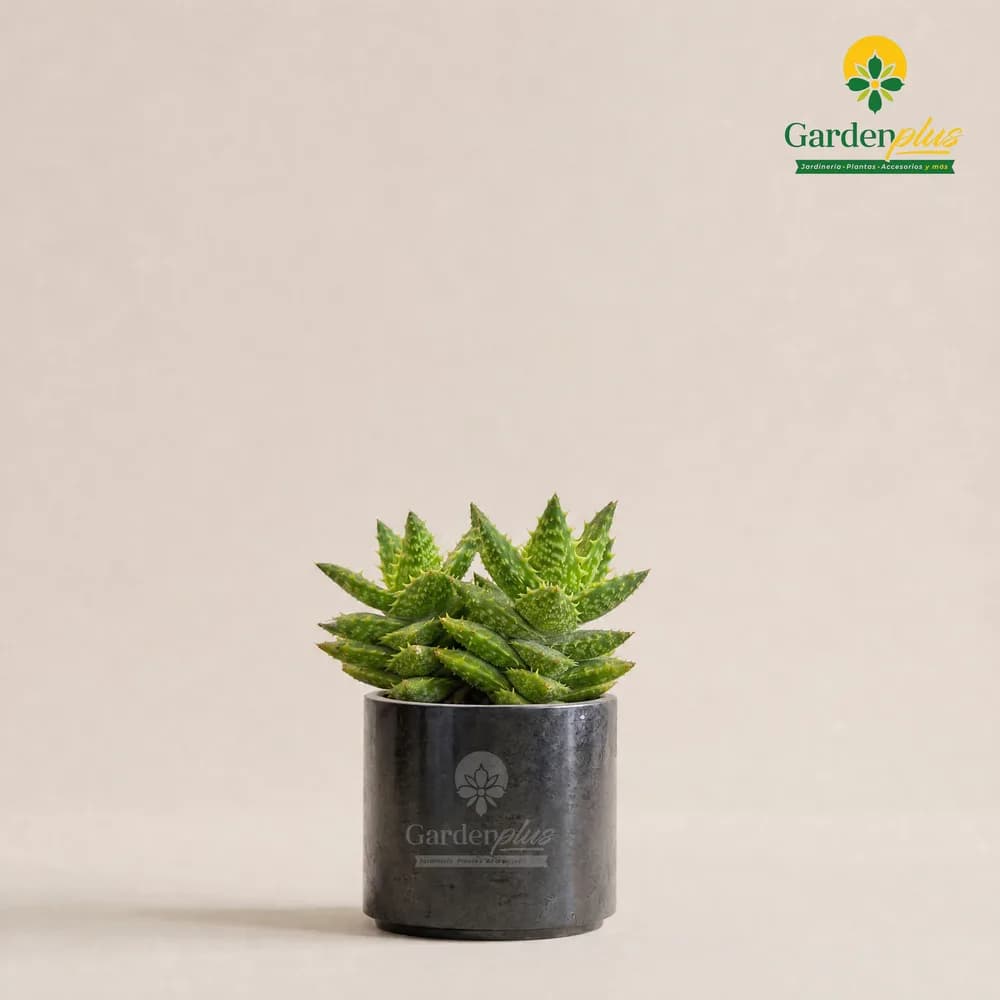 Aloe Mini (Aloe sp.)