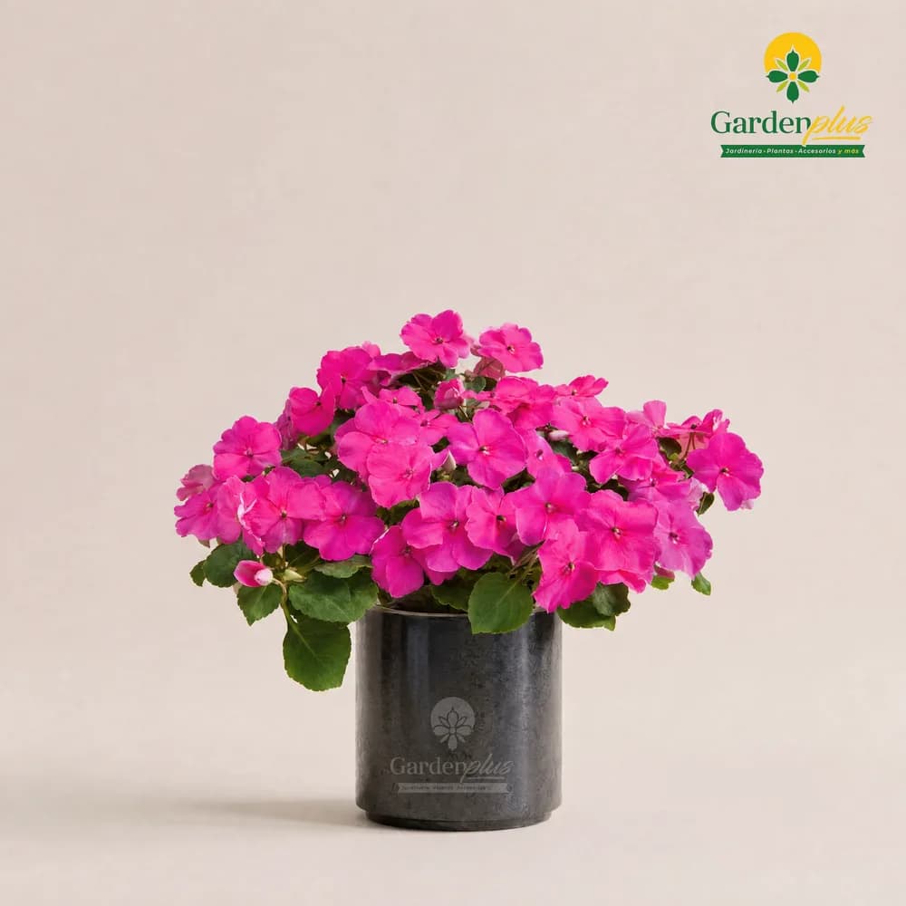 Amores (Impatiens walleriana)