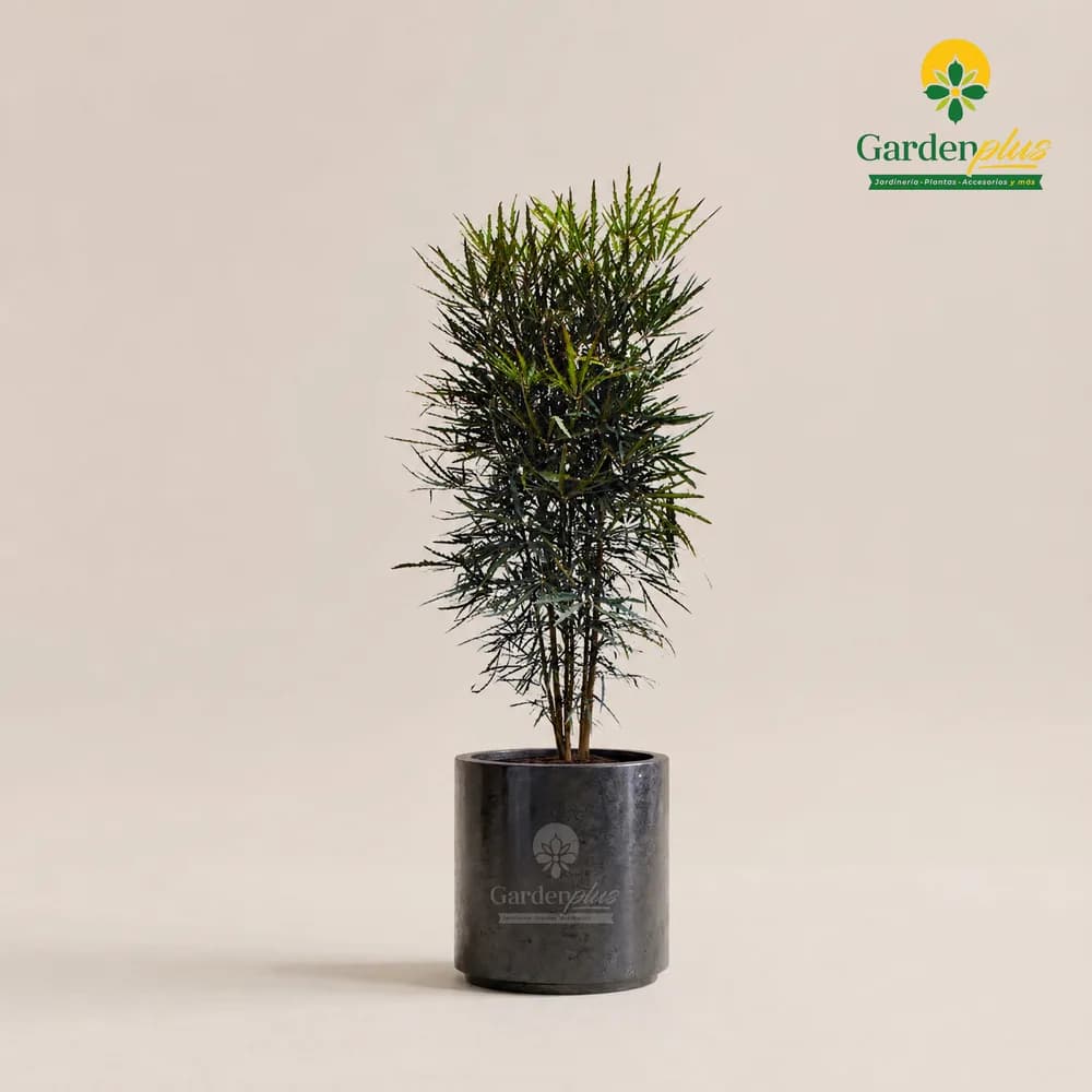 Aralia Elegantísima (Plerandra elegantissima)