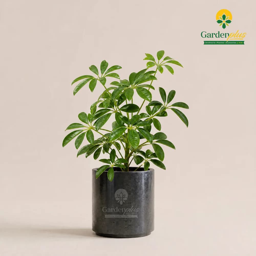 Aralia Schefflera (Schefflera actinophylla)