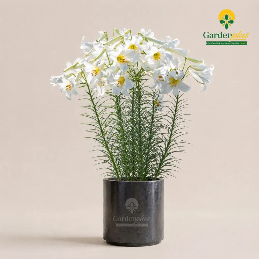 Azucena (Lilium candidum)