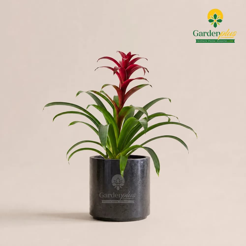 Bromelia (Guzmania / Vriesea (híbridos))