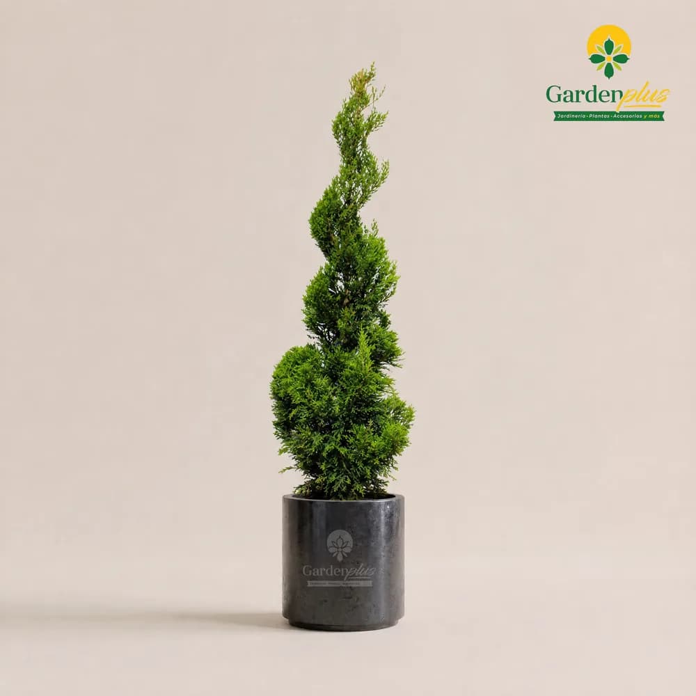 Cedro Limón (Cupressus macrocarpa 'Goldcrest')