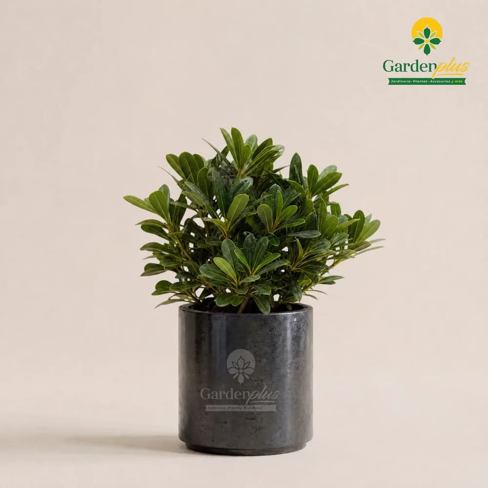 Clavo Enano (Pittosporum tobira 'Nana')