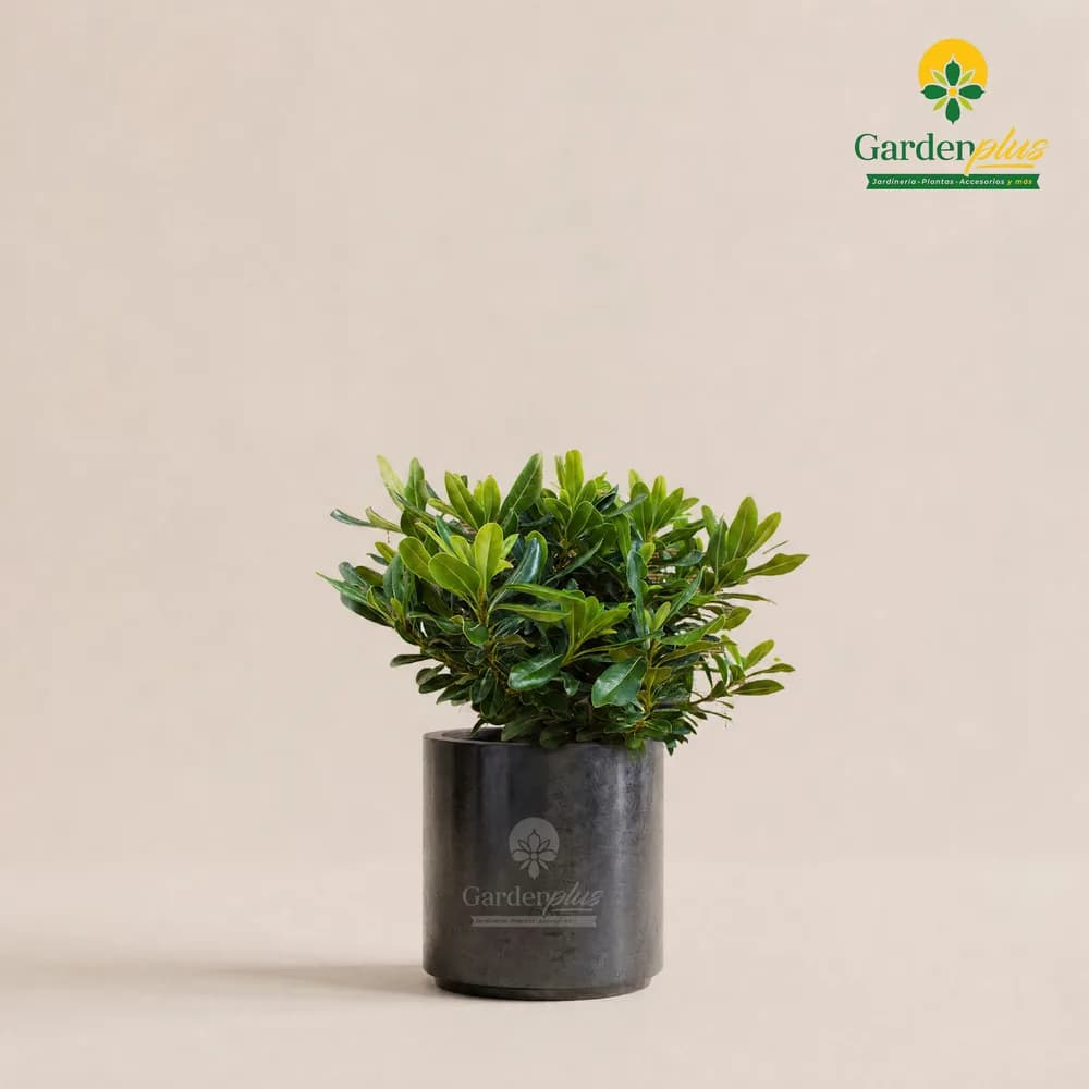Clavo Verde Común (Pittosporum tobira)