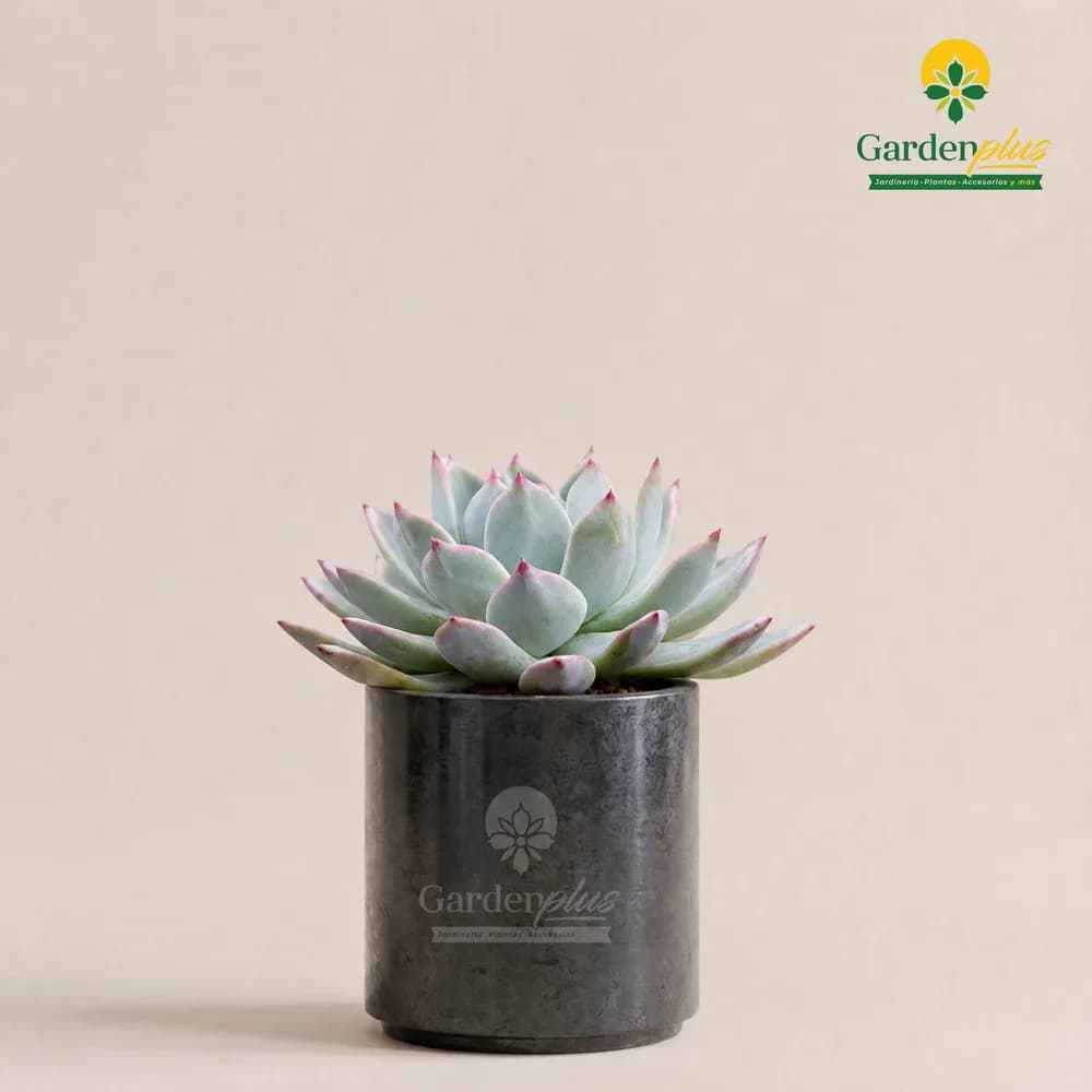 Crasuláceas Surtidas (Crassulaceae (varias especies))