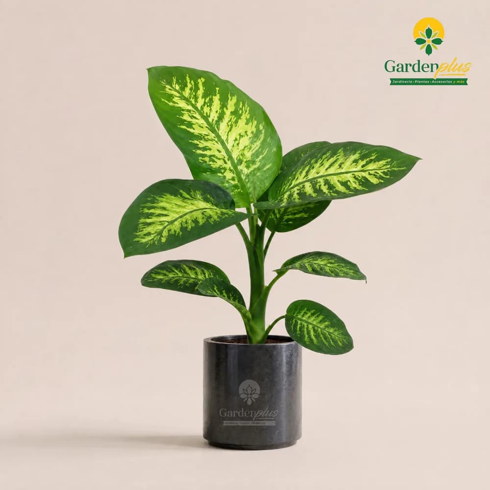 Dieffenbachia Amoena (Dieffenbachia seguine 'Amoena')