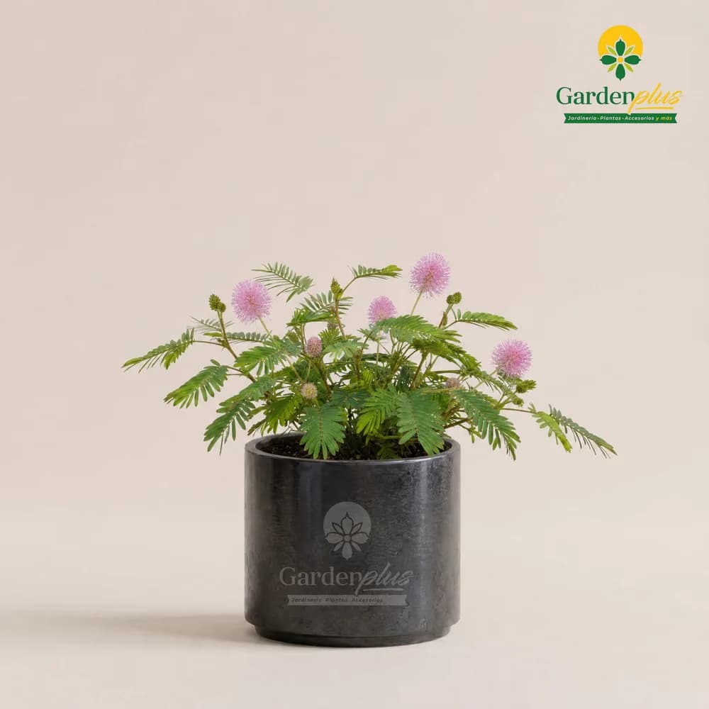 Dormilona (Mimosa pudica)