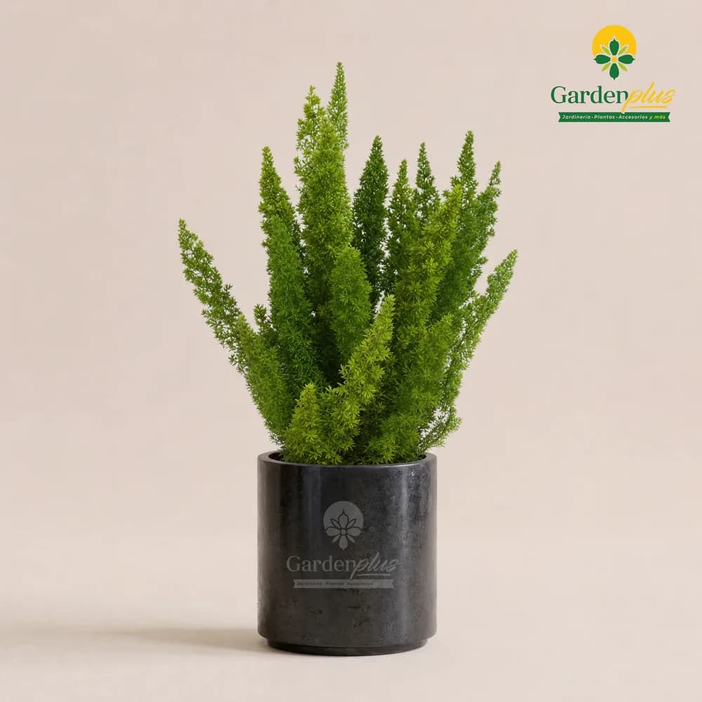 Espárrago Myersii (Asparagus densiflorus 'Myersii')