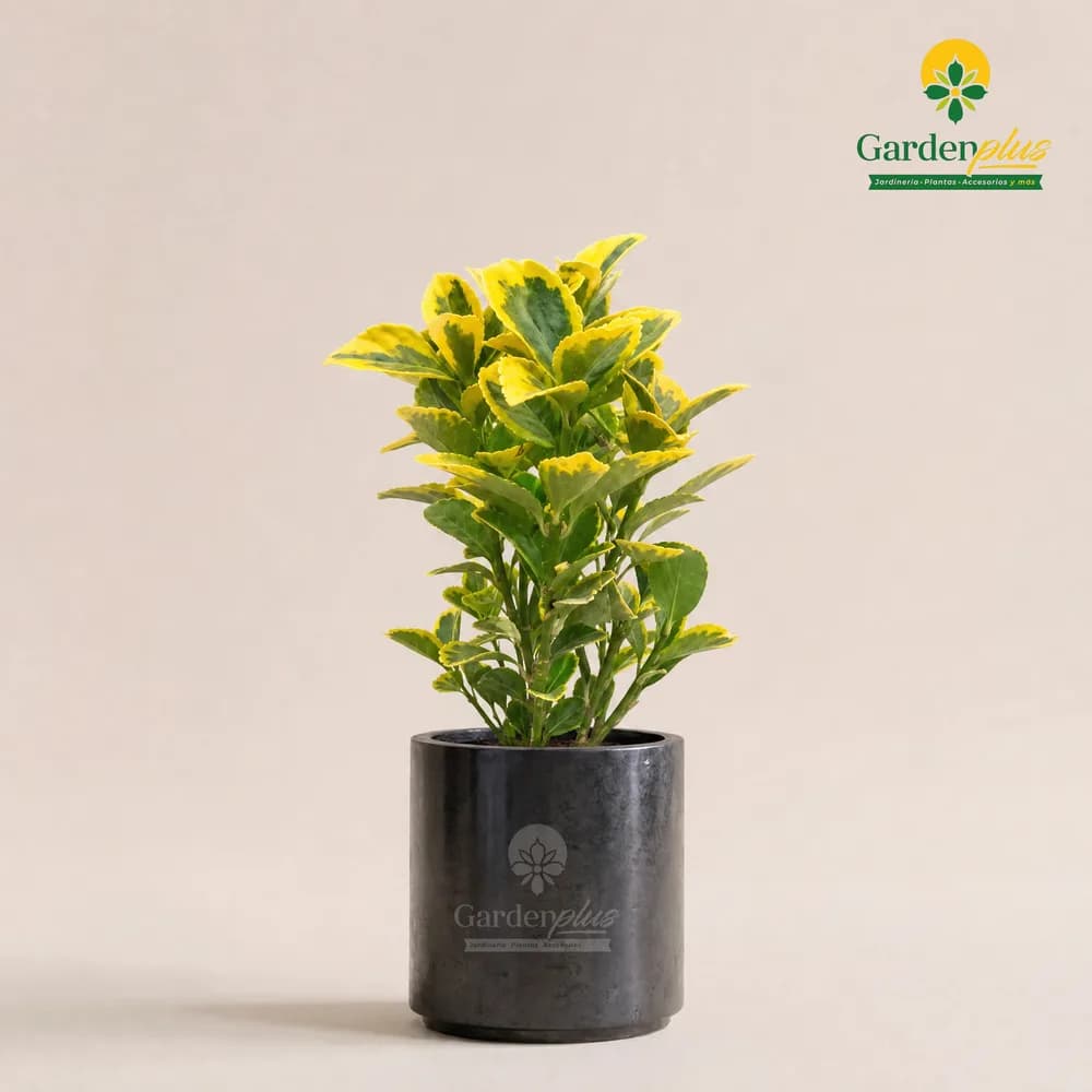 Evónimo Dorado (Euonymus japonicus (variedad dorada))