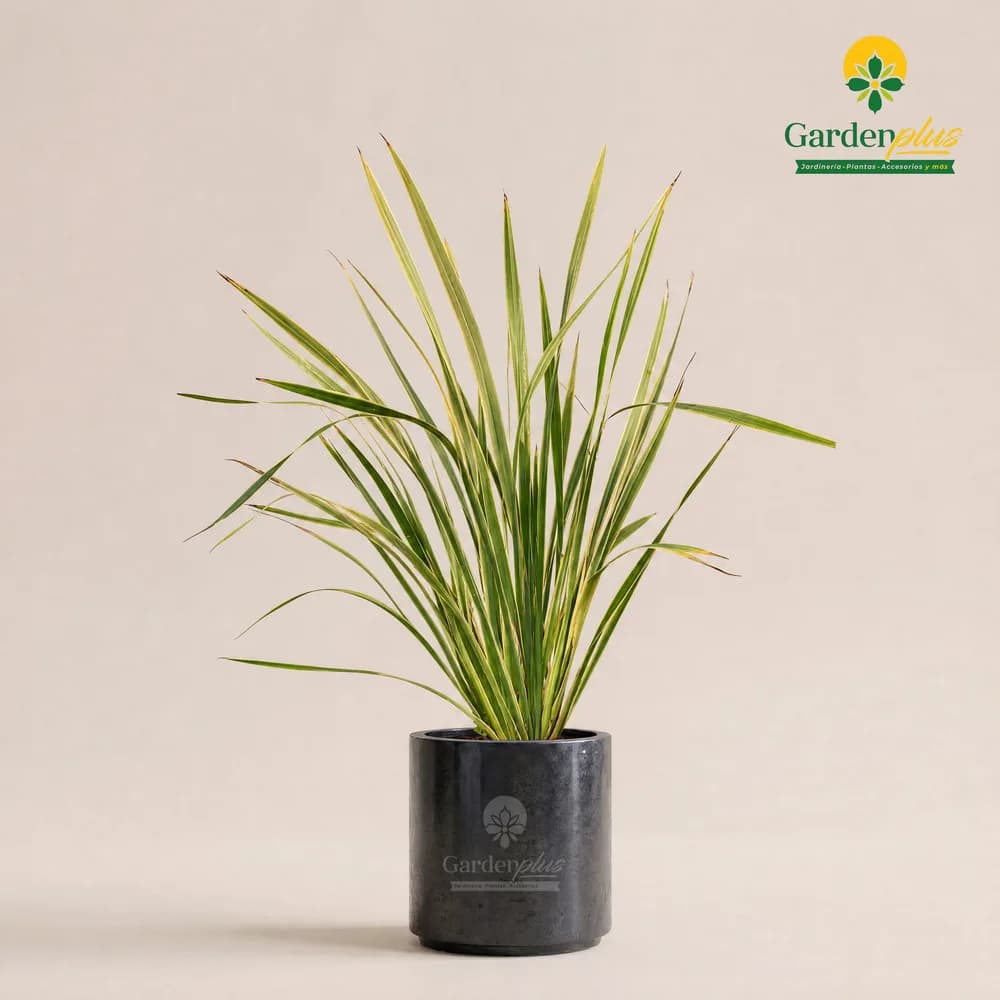 Fornio (Phormium tenax)