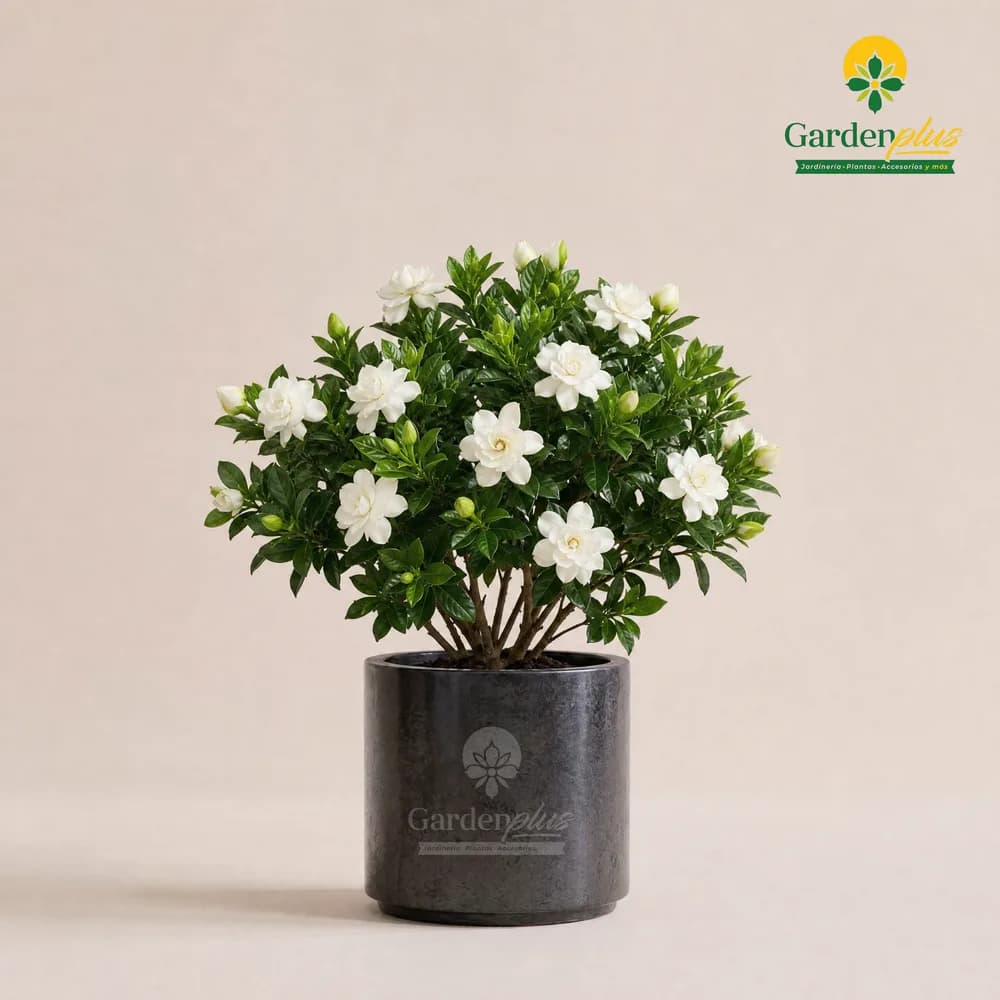 Gardenia (Gardenia jasminoides)