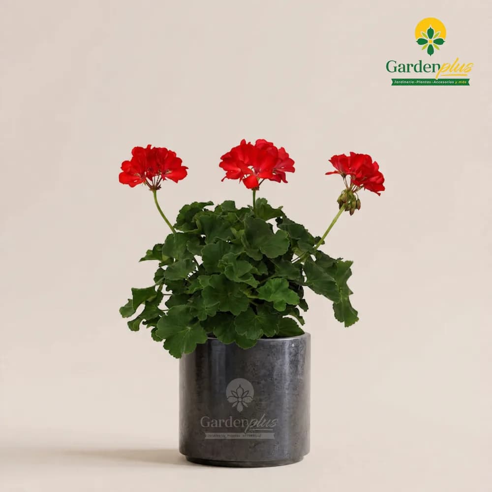 Geranio (Pelargonium × hortorum)