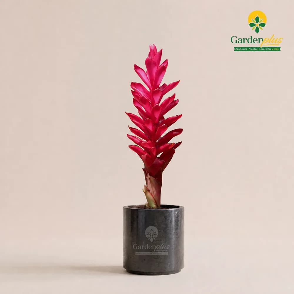 Ginger Rojo (Alpinia purpurata)