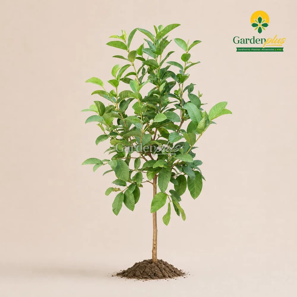 Guayaba Rosa (Psidium guajava)