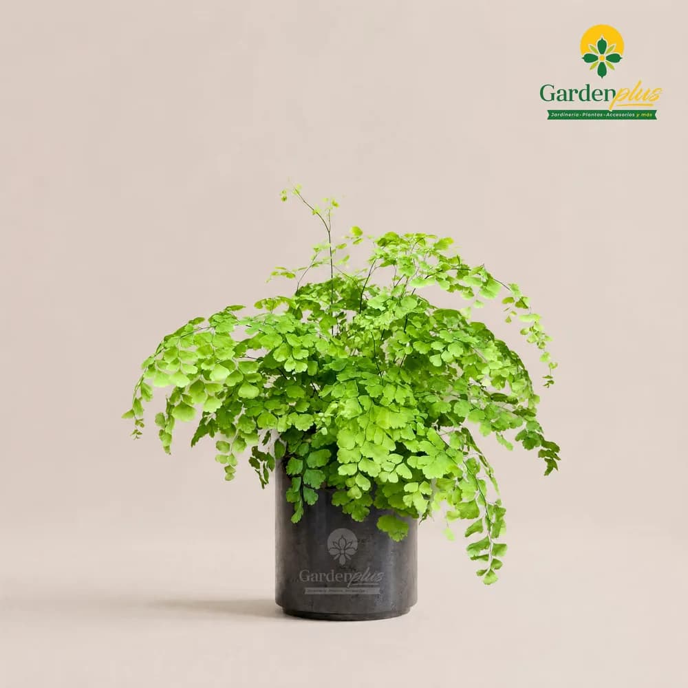 Helecho Adiantum (Adiantum raddianum)