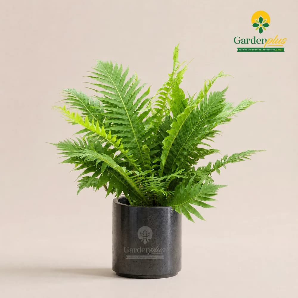 Helecho Silver Lady (Blechnum gibbum)