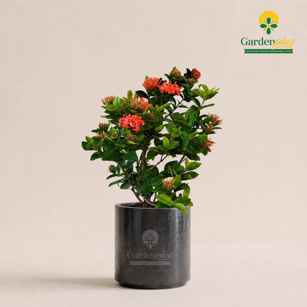 Ixora (Ixora coccinea)