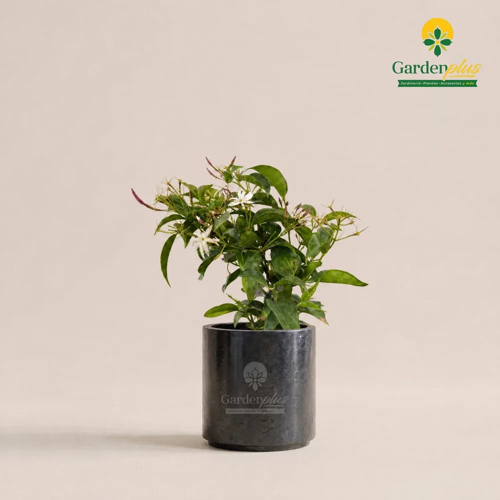 Jazmín Arábigo (Jasminum sambac)