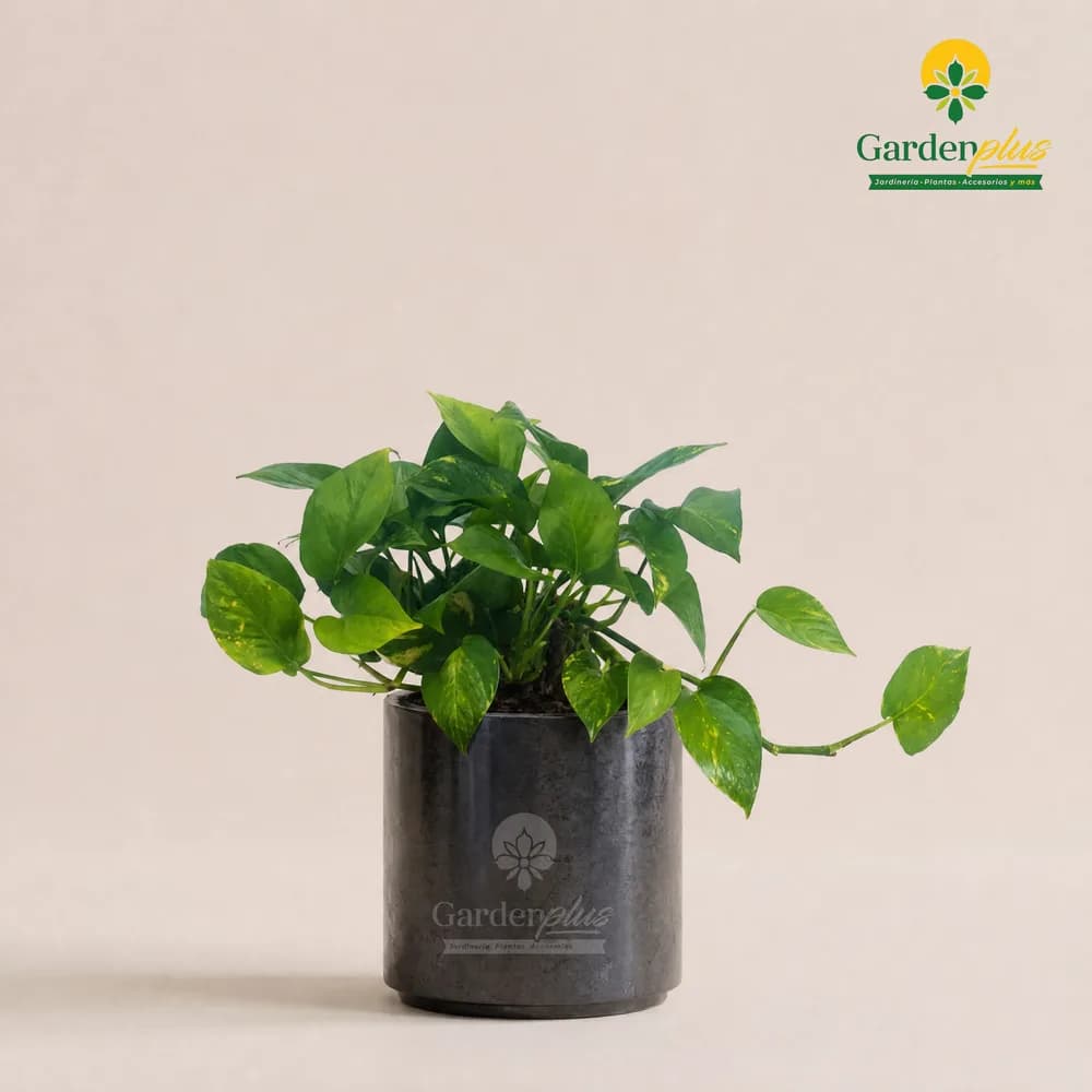 Teléfono (Epipremnum aureum)