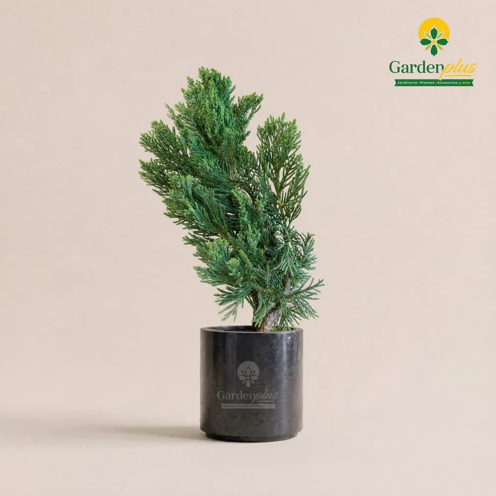 Junípero Ben Juler (Juniperus chinensis 'Mint Julep')