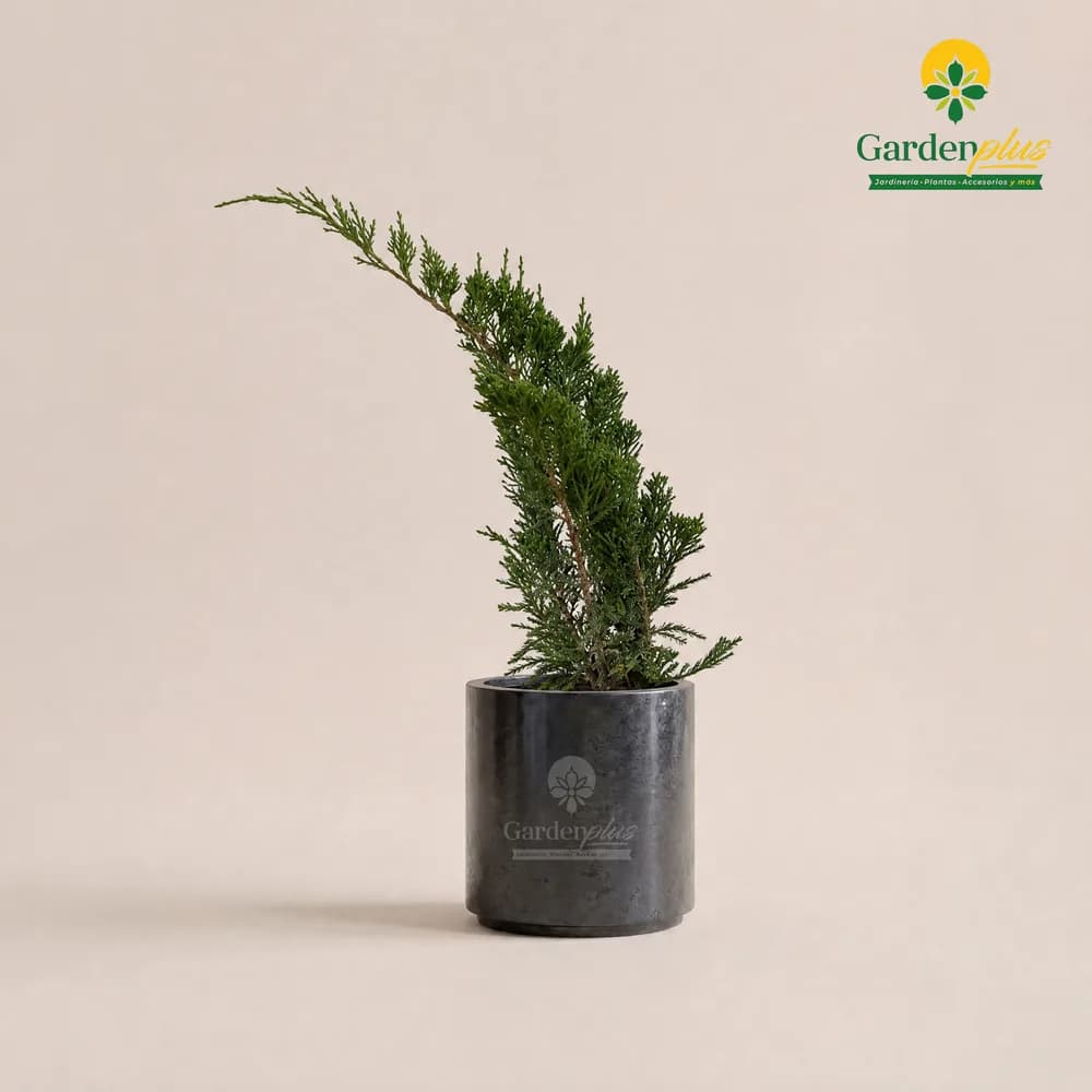 Junípero San José (Juniperus chinensis 'San Jose')