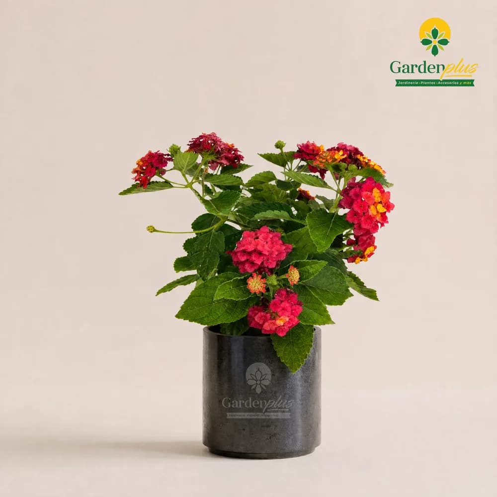 Lantana (Lantana camara)