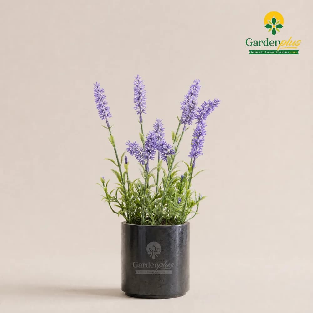 Lavanda (Lavandula sp.)