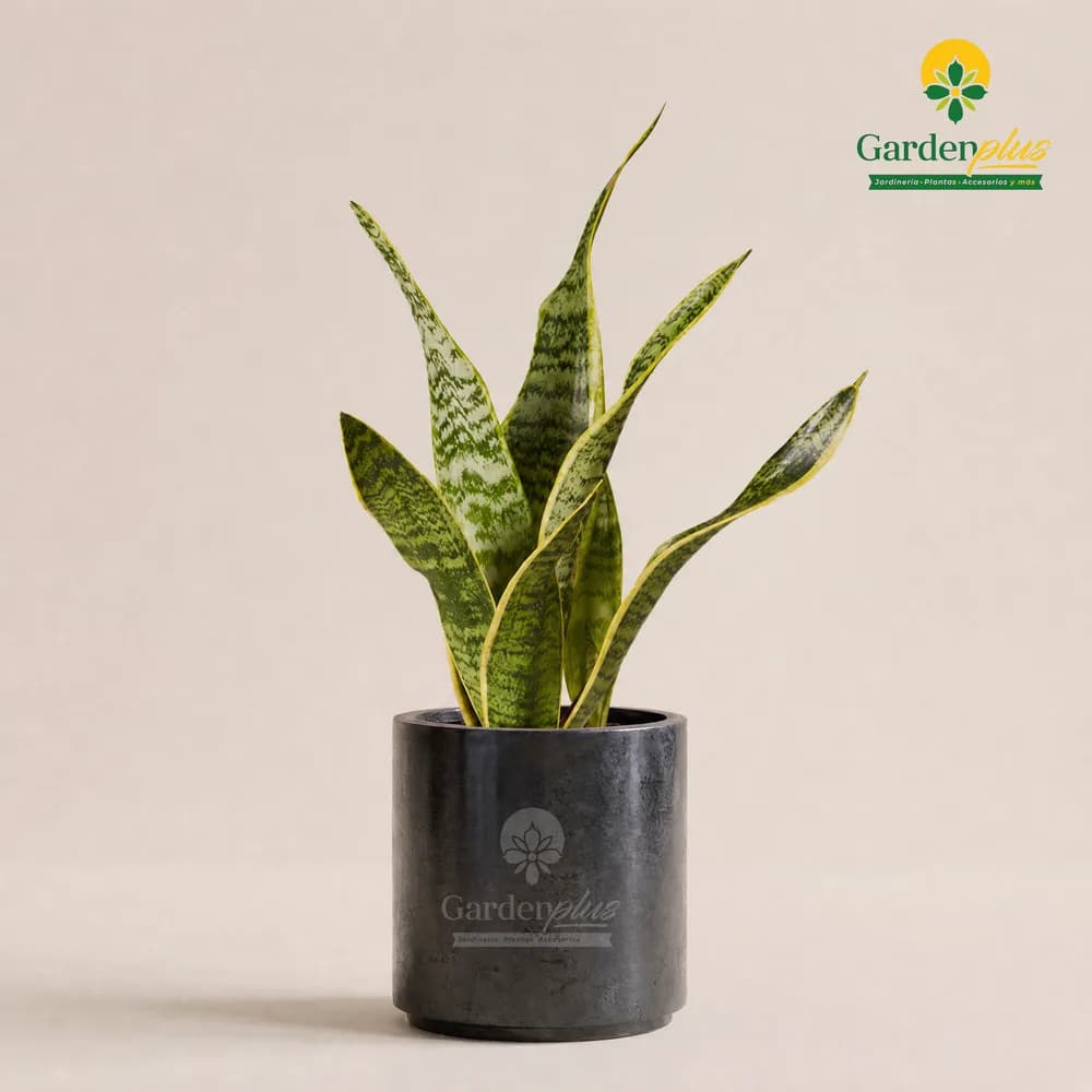 Lengua de Suegra (Dracaena trifasciata)