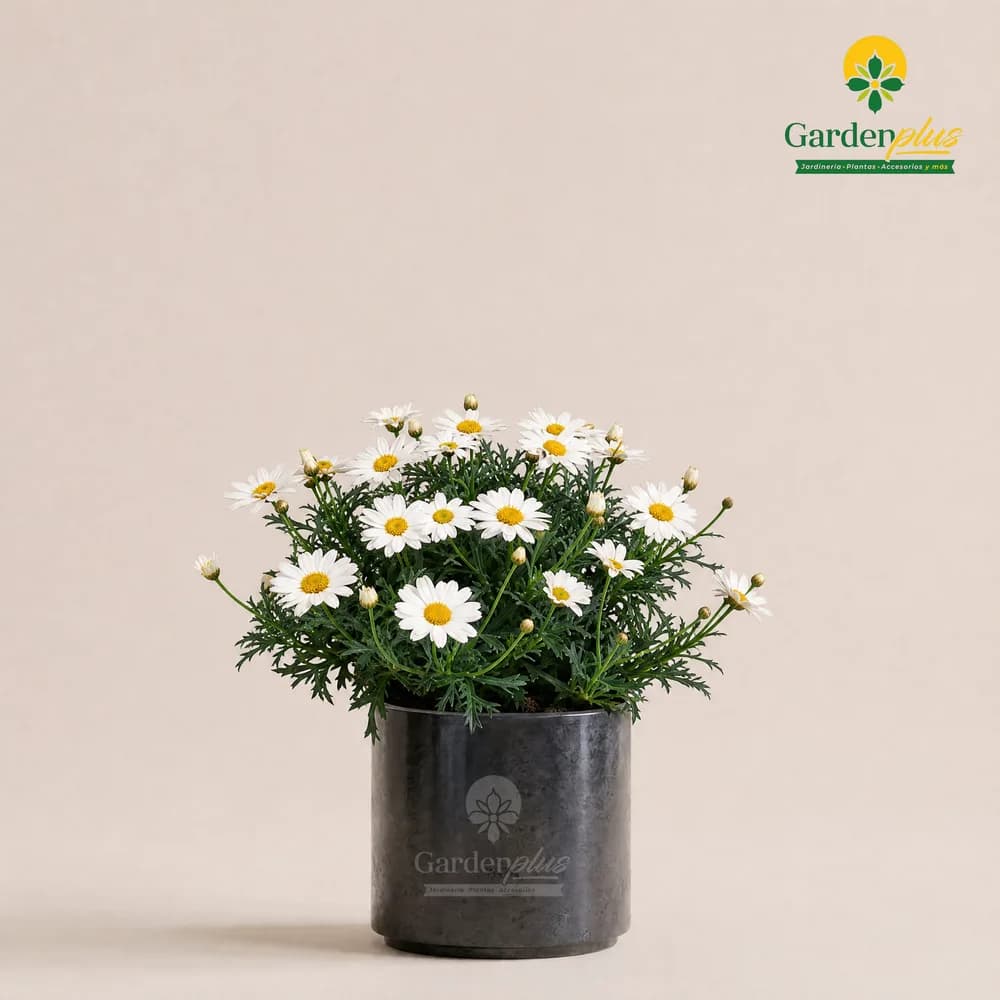 Margarita Bombón (Argyranthemum frutescens)