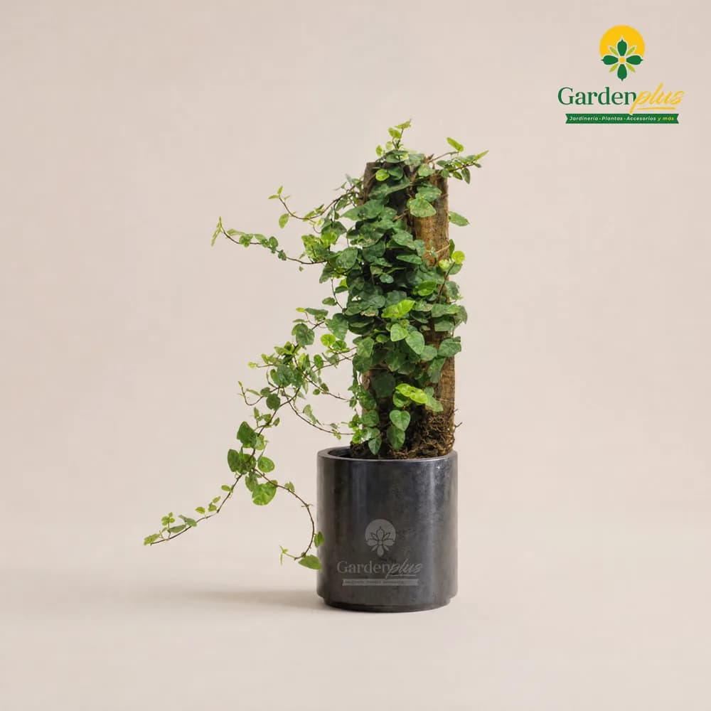 Moneda Variegada (Ficus pumila)