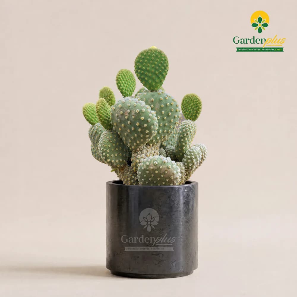Nopal (Opuntia ficus-indica)