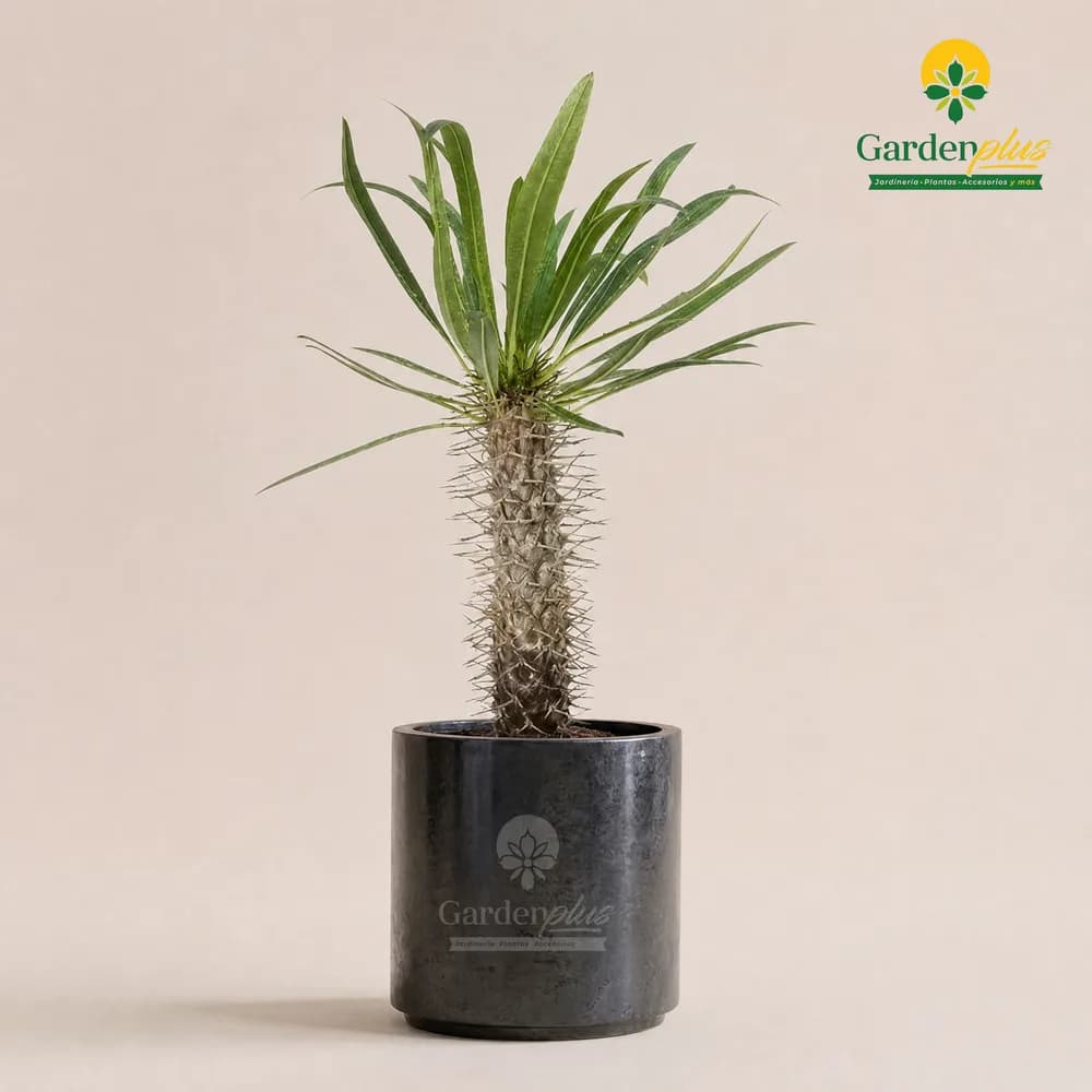 Pachypodium (Pachypodium lamerei)