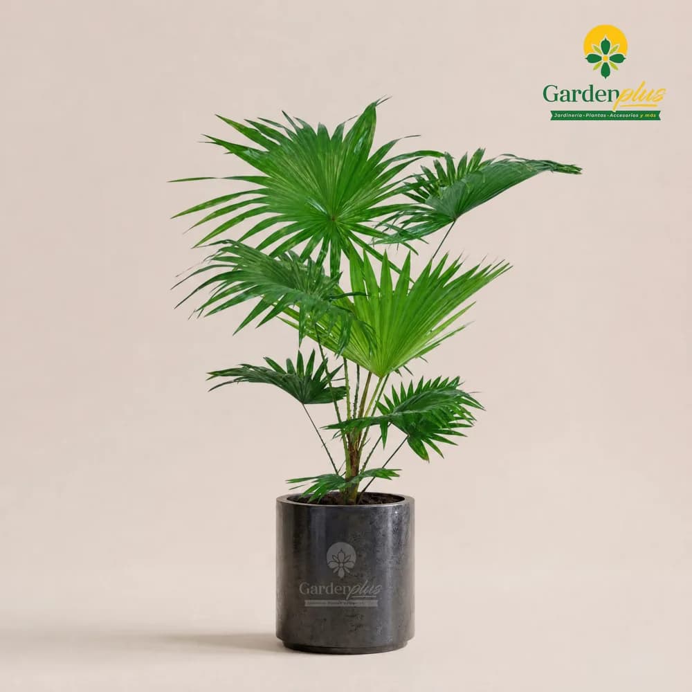 Palma Latania (Arecaceae)