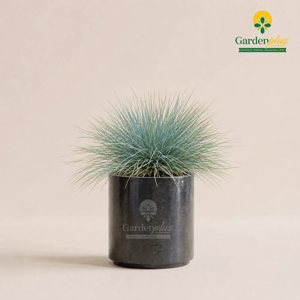 Pasto Azul (Festuca glauca)
