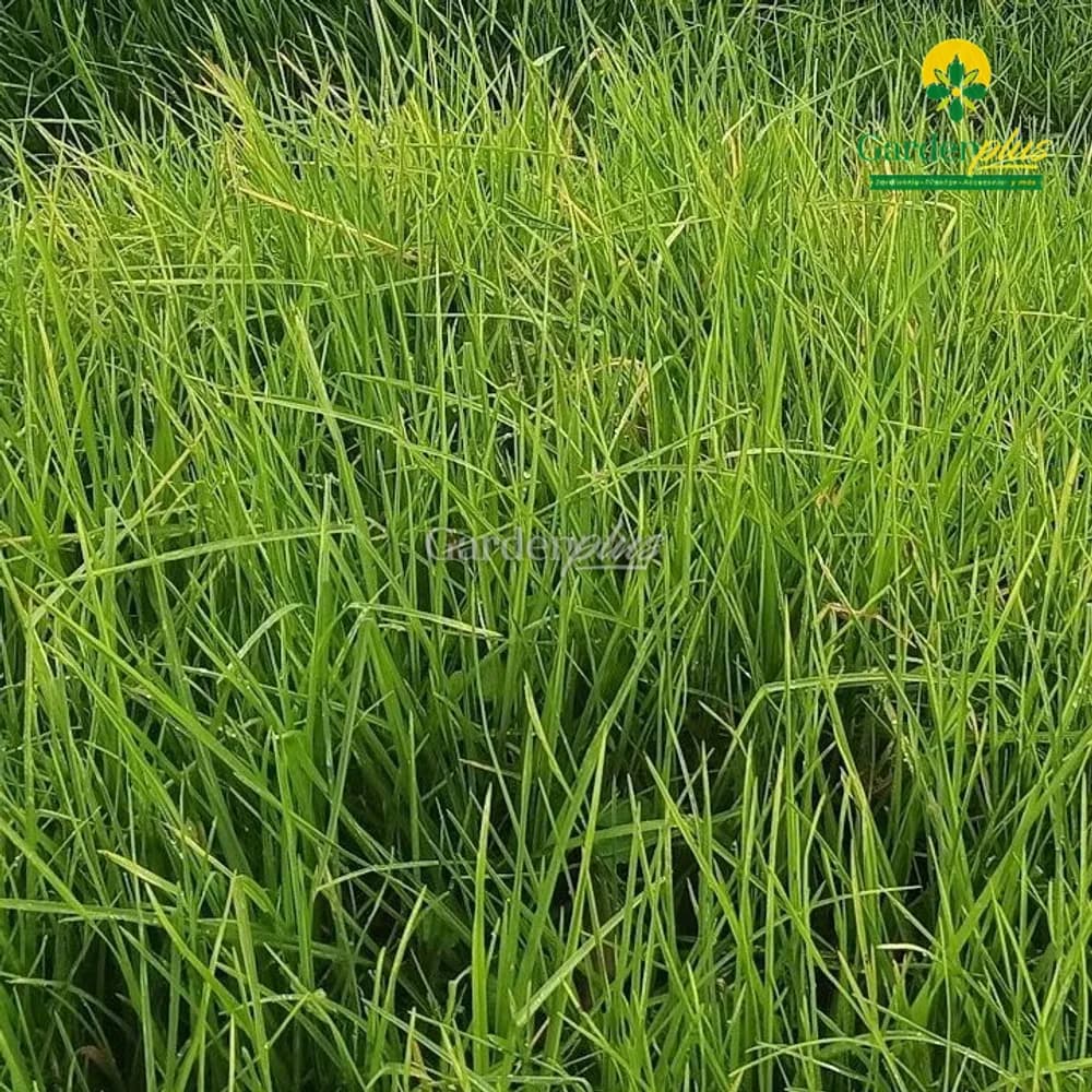 Pasto Kikuyo (Pennisetum clandestinum)