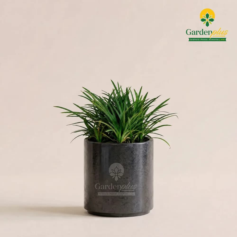Pasto Monkey (Ophiopogon japonicus)