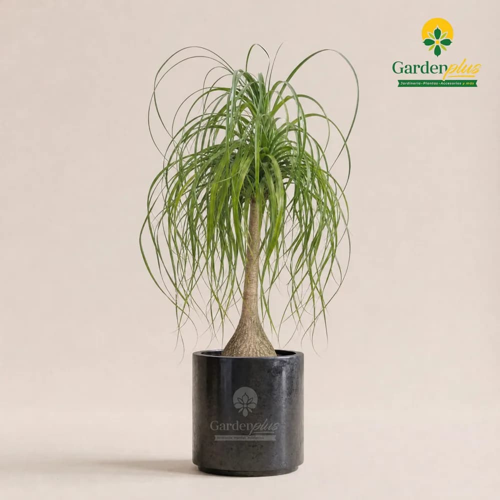 Pata de Elefante (Beaucarnea recurvata)