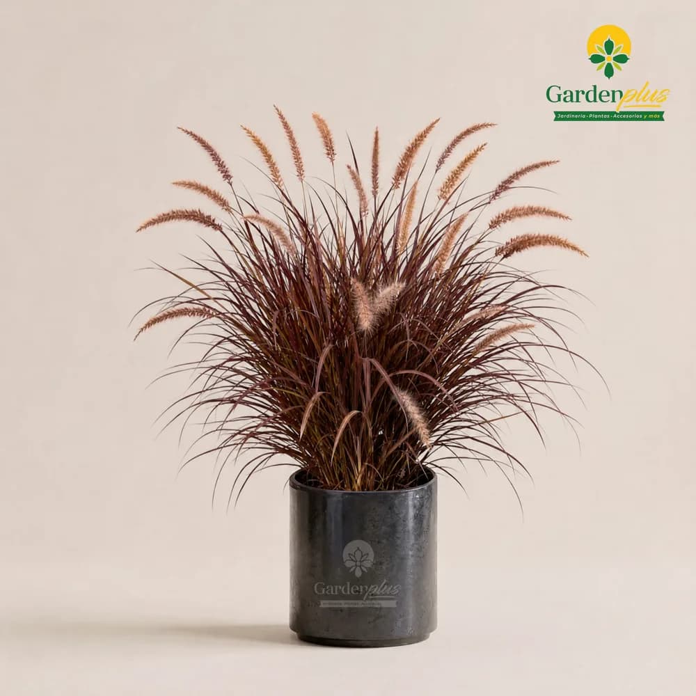 Pennisetum Rojo (Cenchrus setaceus 'Rubrum')