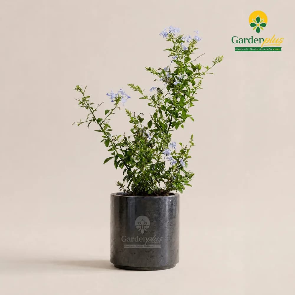 Plumbago (Plumbago auriculata)