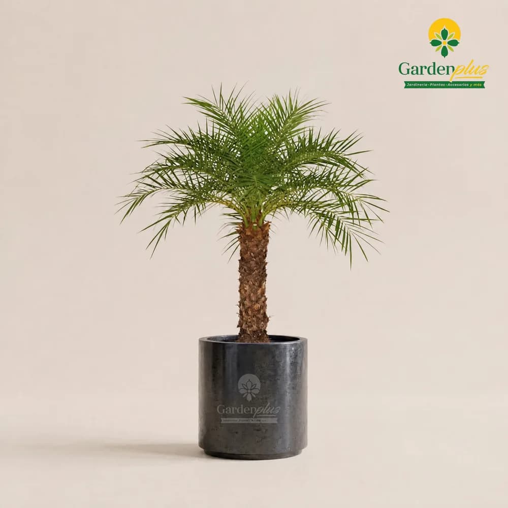 Robelina (Phoenix roebelenii)