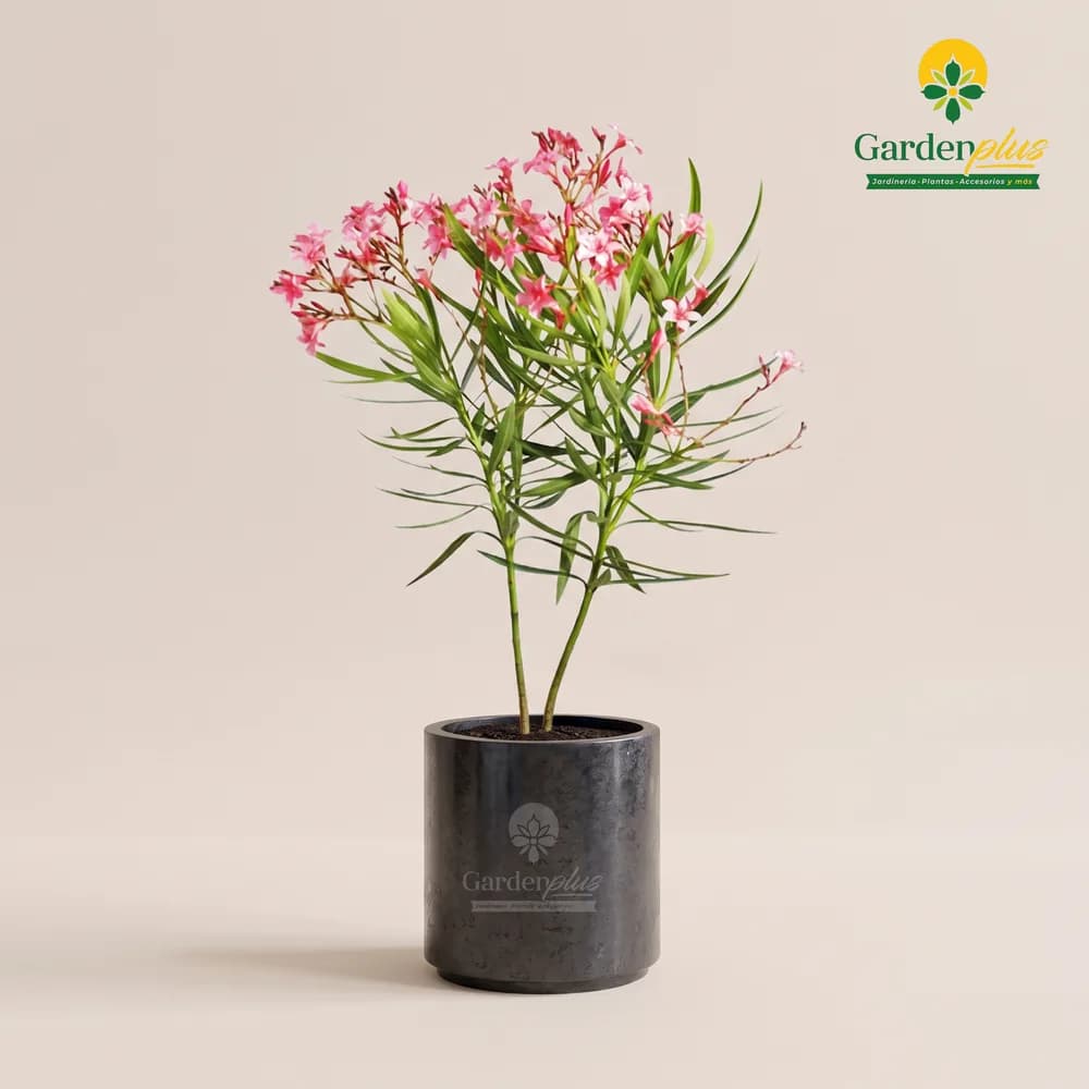 Rosa Laurel (Nerium oleander)