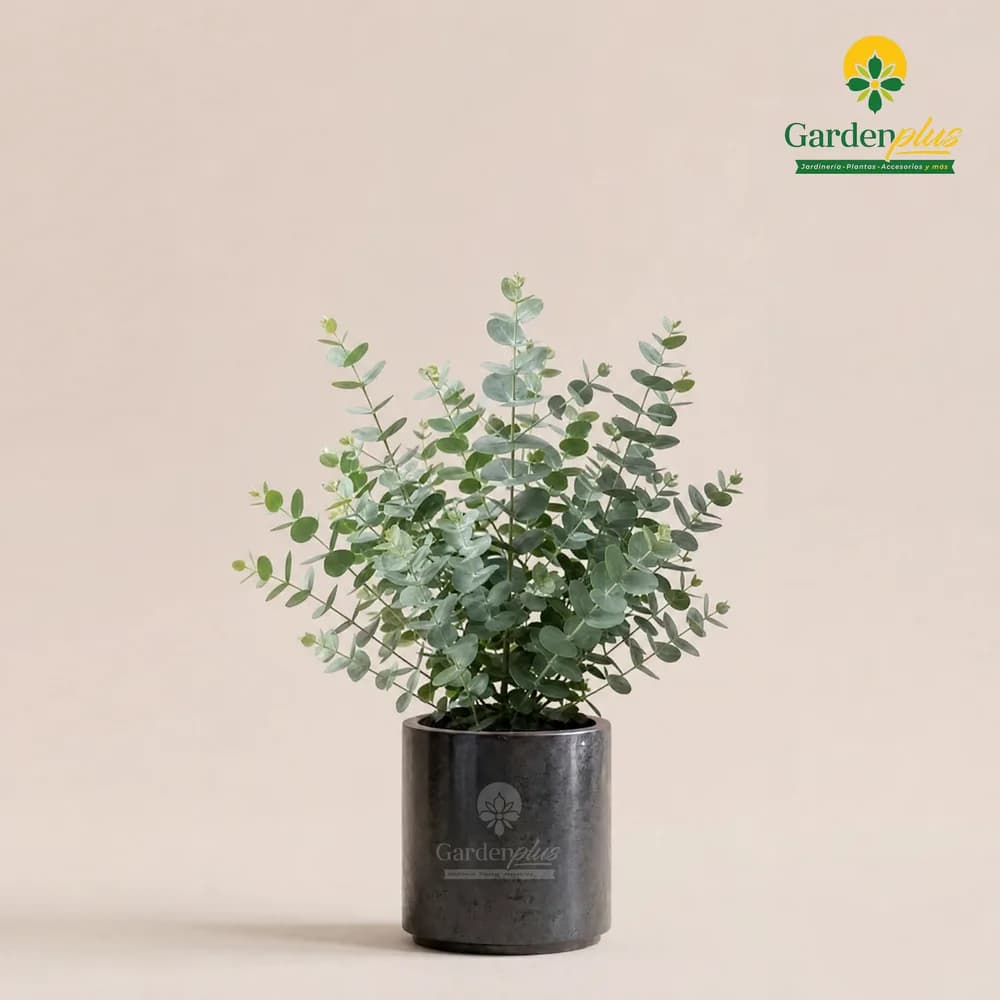 Eucalipto Silver (Eucalyptus cinerea)