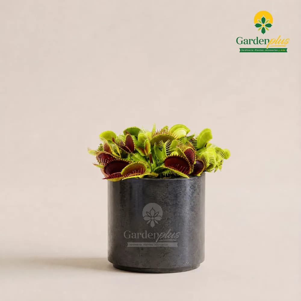 Venus Atrapamoscas (Dionaea muscipula)