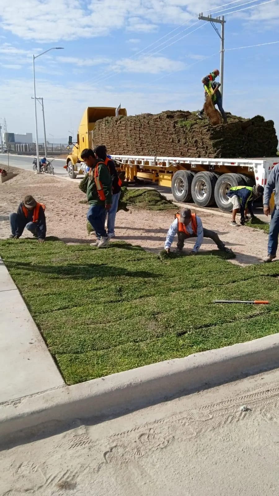 Tendido de pasto en rollo junto al tráiler