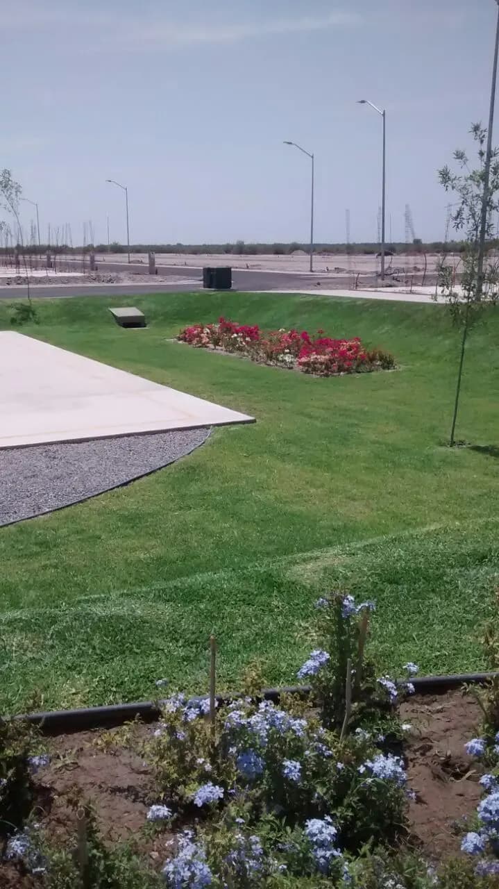 Parque con pasto y jardinera de flor roja