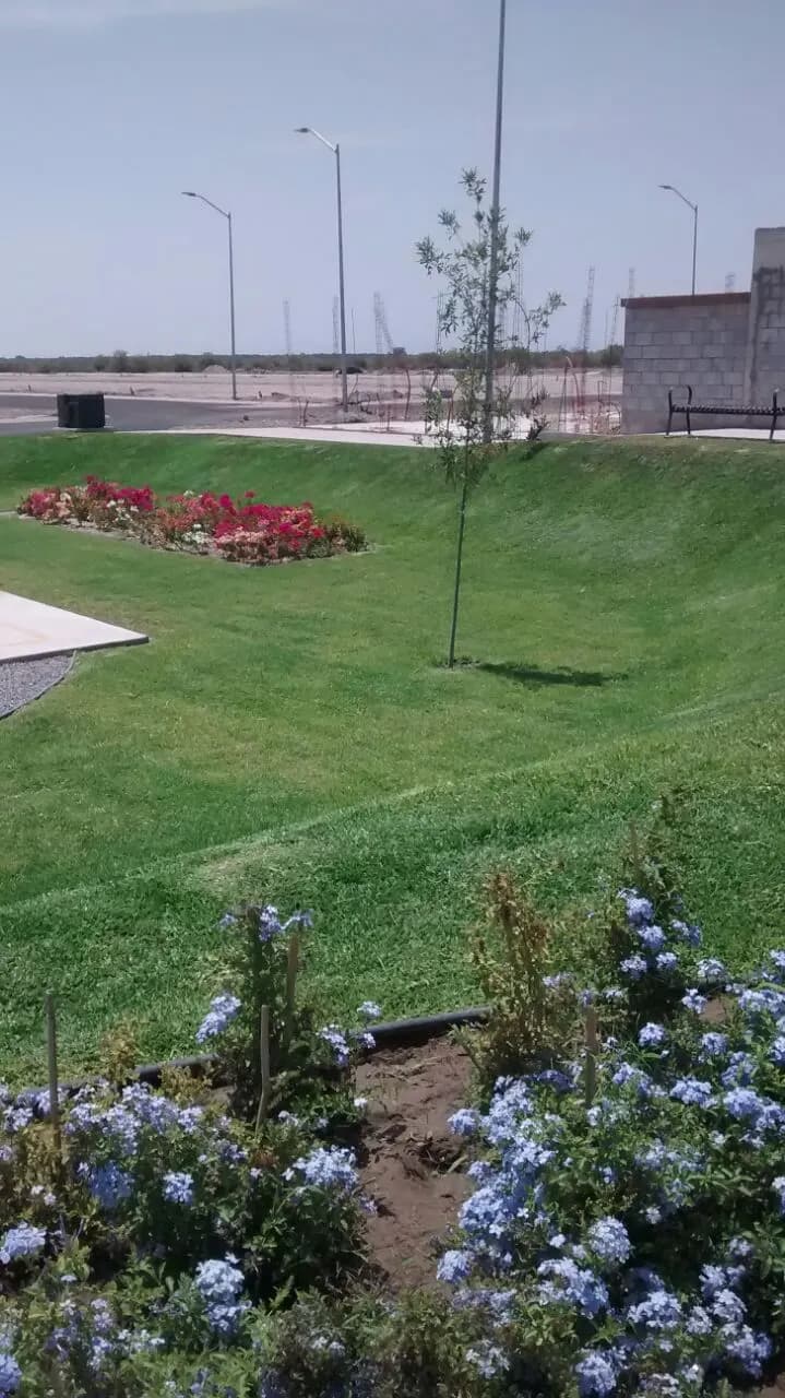 Jardinera de flor roja y plumbago en el parque